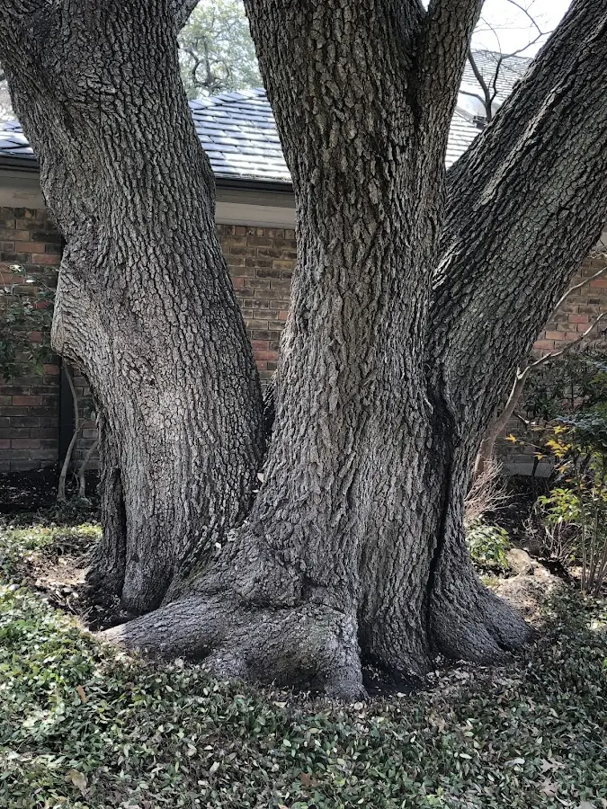 Mature heritage tree close to a Vass property cared for by certified arborists